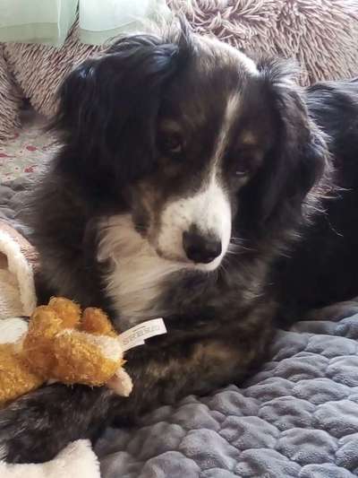 Die besten Hundeblicke 🐾❤️-Beitrag-Bild