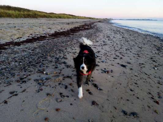 Aussies-Beitrag-Bild