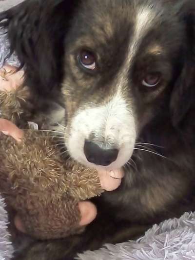 Die besten Hundeblicke 🐾❤️-Beitrag-Bild