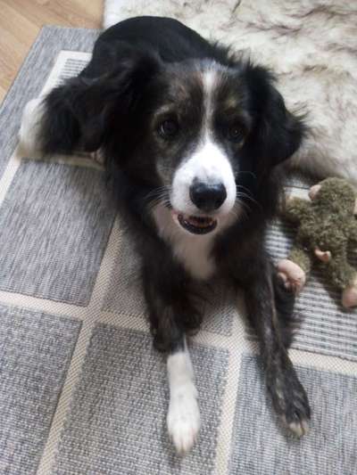 Mischlingshunde Foto Aufruf-Beitrag-Bild