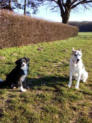 Dogorama Photo Challenge - Der Frühling kommt-Beitrag-Bild