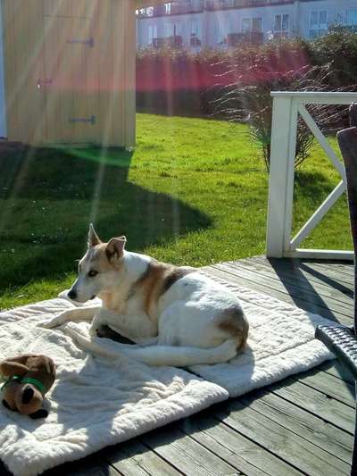 TierschutzhundeStammtisch🐕-Beitrag-Bild