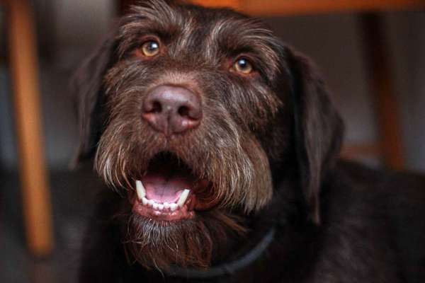 Dogorama Photo Challenge - Hundeblick zum hinschmelzen-Beitrag-Bild