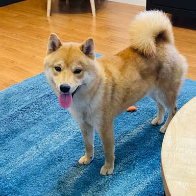 Shiba Inu und andere japanische Rassen!-Beitrag-Bild