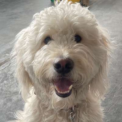 Hundetreffen-Positive Hundebegegnungen/ Training/ Spiel-Bild