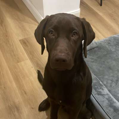 Hundetreffen-Welpentreffen/Spielen-Bild