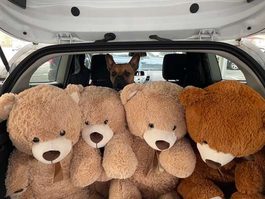 Dogorama Photo Challenge - Tarnung ist alles-Beitrag-Bild