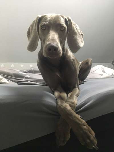 Rassen und ihre Eigenschaften-Beitrag-Bild