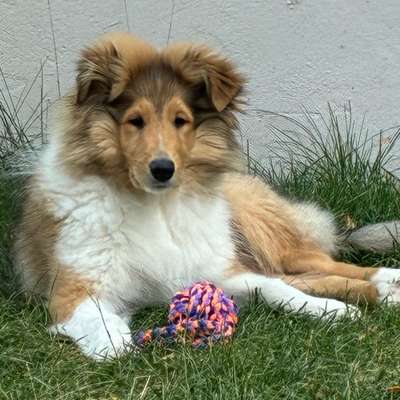 Hundetreffen-Colliewelpe sucht netten Kontakt am Rhein-Bild
