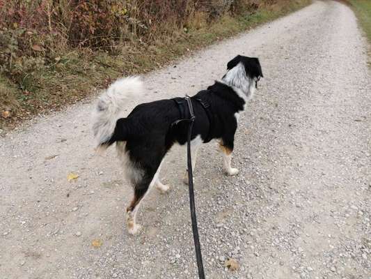 Hundetreffen-Gassi zwischen Memmingen und Oberstdorf-Bild