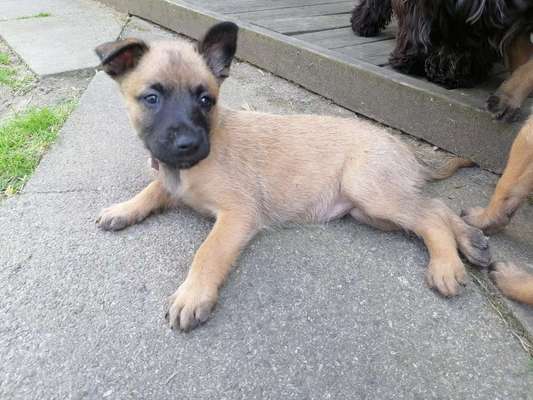 Zeigt eure Malinois!!!-Beitrag-Bild