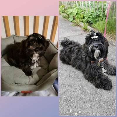 Vom Welpen zum Hund-Beitrag-Bild