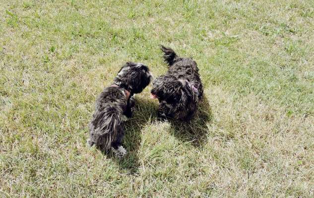 Hundetreffen-Kleinhunde Unterallgäu und Umgebung-Bild