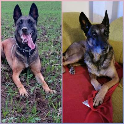 Vom Welpen zum Hund-Beitrag-Bild