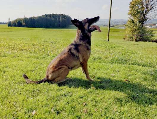 Zeigt eure Malinois!!!-Beitrag-Bild