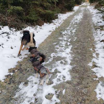 Hundetreffen-Laufen und spielen zw. MM, OA, FÜS-Bild
