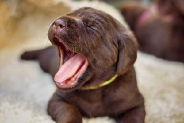 Welpen Bilder !-Beitrag-Bild