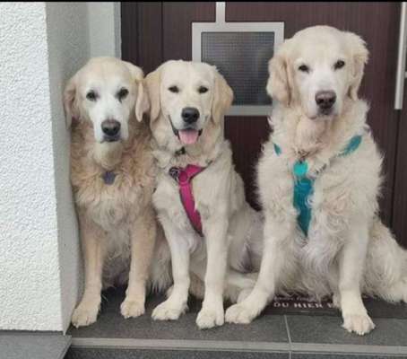 Wo sind die Golden Retriever Liebhaber?-Beitrag-Bild