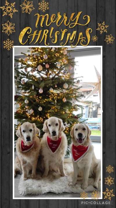 Wo sind die Golden Retriever Liebhaber?-Beitrag-Bild