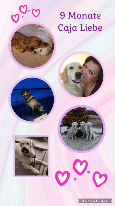 Wo sind die Golden Retriever Liebhaber?-Beitrag-Bild