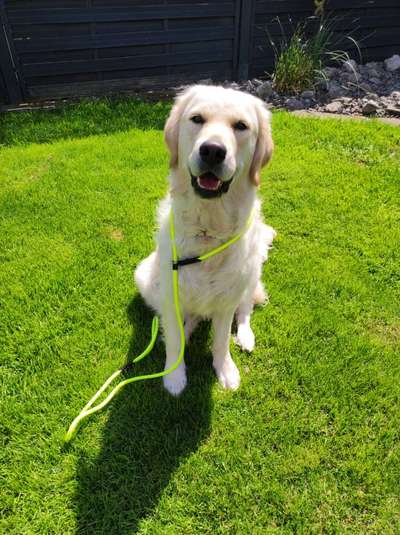 Wo sind die Golden Retriever Liebhaber?-Beitrag-Bild