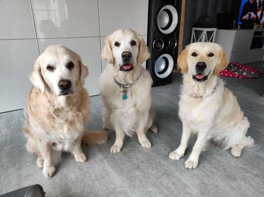 Wo sind die Golden Retriever Liebhaber?-Beitrag-Bild