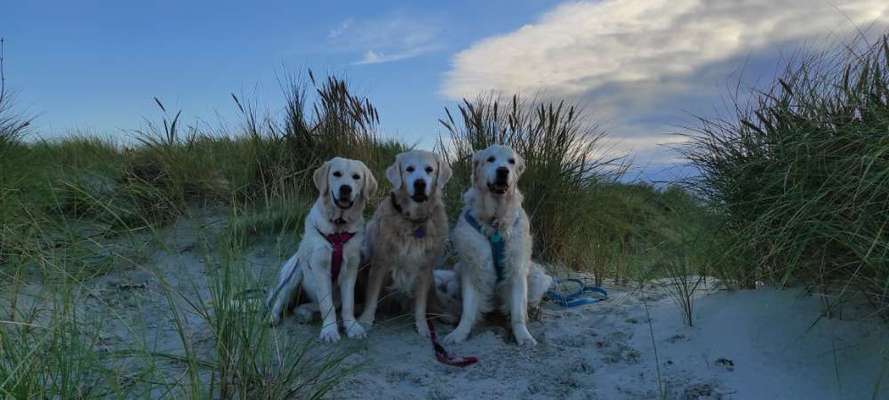 Golden Retriever-Beitrag-Bild