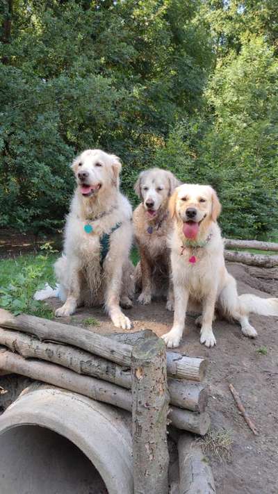 Wo sind die Golden Retriever Liebhaber?-Beitrag-Bild
