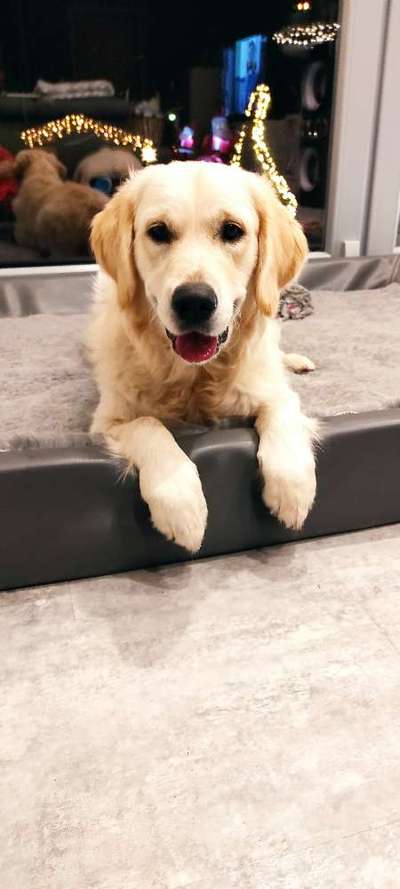 Wo sind die Golden Retriever Liebhaber?-Beitrag-Bild