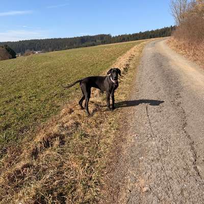 Hundetreffen-Gassi gehen-Bild