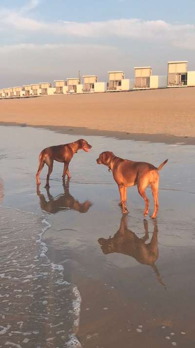 Dogorama-Monats-Challenge-Mai "Wasser"-Beitrag-Bild