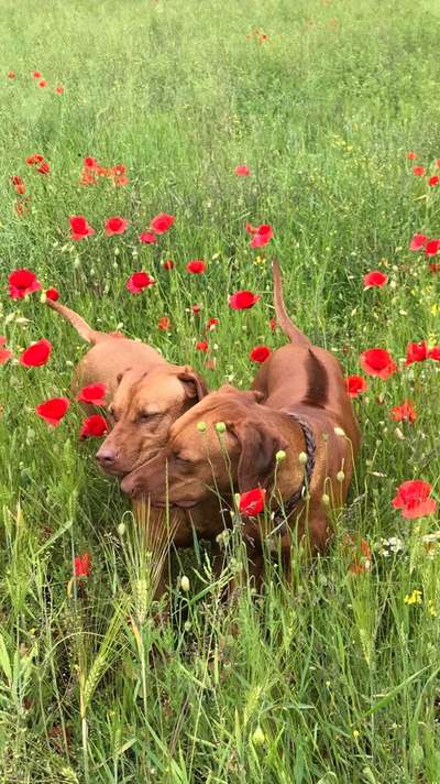 Die Dogorama Monats Challenge "Es grünt und blüht"-Beitrag-Bild