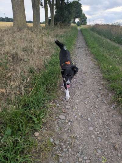 Hundetreffen-Spazieren gehen in Syke/Okel/Weyhe-Bild