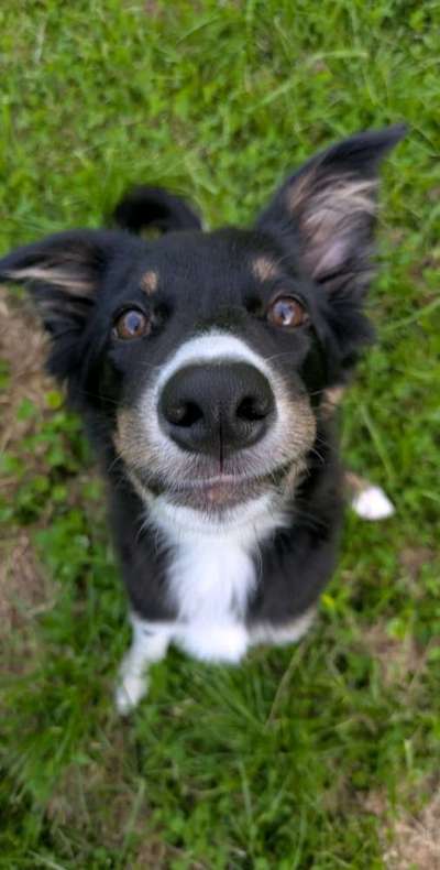 Hundetreffen-Spazieren gehen in Lohne-Bild