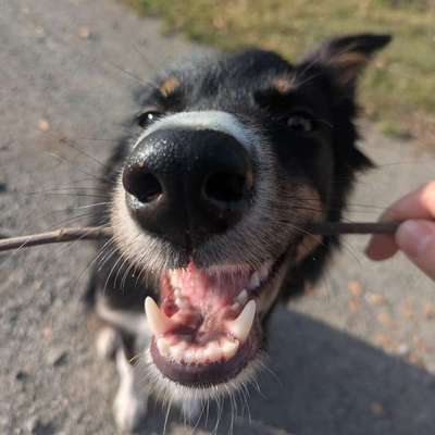 Hundetreffen-Spazieren gehen in Syke/Okel/Weyhe-Bild