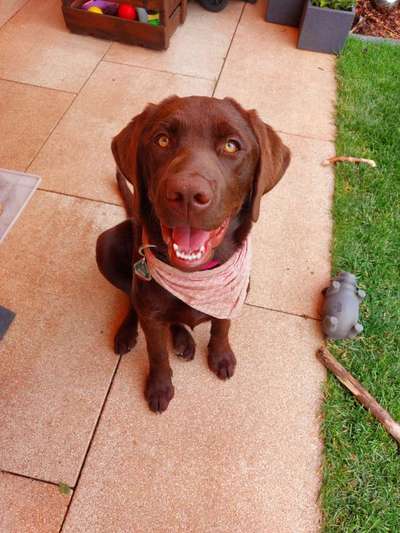 Hundetreffen-Hundesitting-Bild