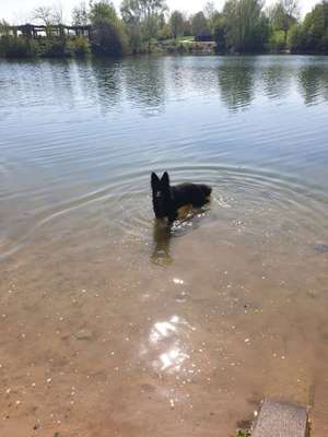 Hundeauslaufgebiet-Elfrather See-Bild