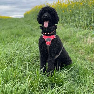 Hundetreffen-Gassi in Bad Sobernheim