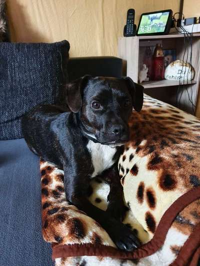 Zeigt her eure Frenchi-Beitrag-Bild