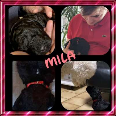 Alles rund um den Pudel-Beitrag-Bild