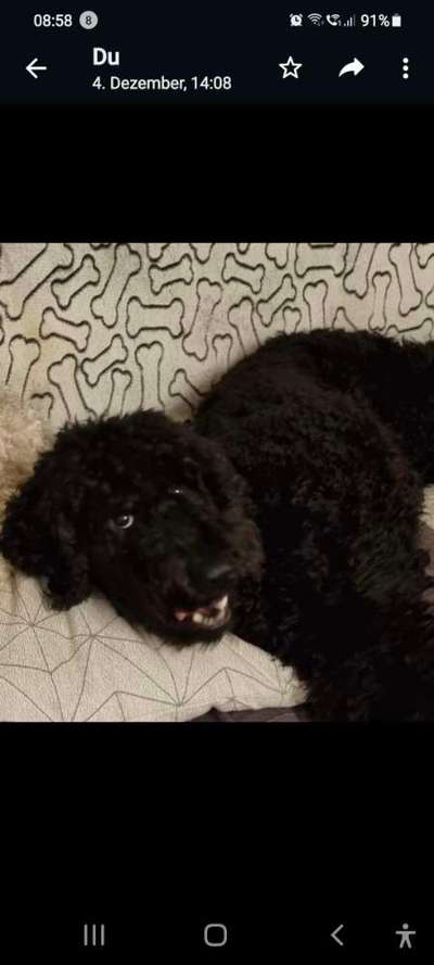 Dogorama Photo Challenge - Hundeblick zum hinschmelzen-Beitrag-Bild