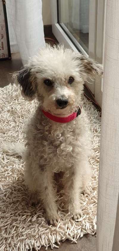 Alles rund um den Pudel-Beitrag-Bild