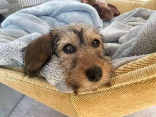 Hundetreffen-Welpentreffen (kleine Hunde) Heisingen-Bild