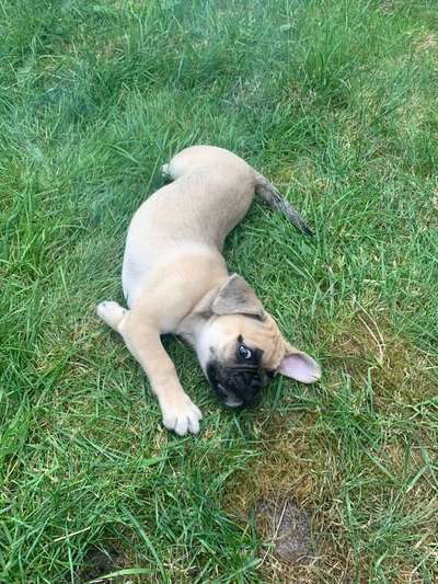 Die Dogorama Wochen Challenge-Beitrag-Bild