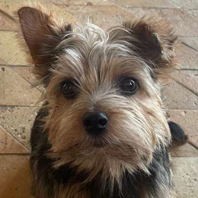 Hundetreffen-Junghunde/Welpentreffen in Potsdam!