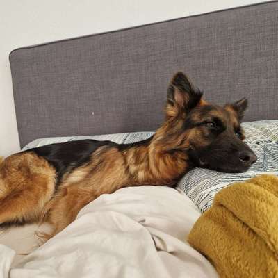 Hundetreffen-Trainingspartner Hundebegegnung/ Social walk-Bild