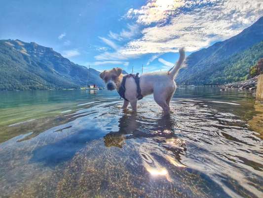 Dogorama-Monats-Challenge-Mai "Wasser"-Beitrag-Bild