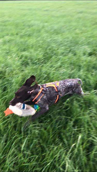 Dogorama Photo Challenge - Lieblingsspielzeug!-Beitrag-Bild