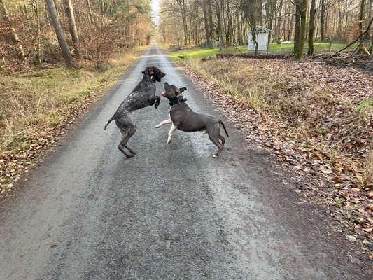 FOTOCHALLENGE 68: Dein Hund und sein bester Freund-Beitrag-Bild