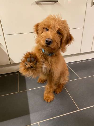 Labradoodle gesucht-Beitrag-Bild